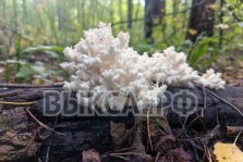 выкса.рф, 🍄 В выксунских лесах нашли краснокнижный гриб
